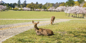 嵐山・金閣寺・奈良公園・東大寺 Day Tour