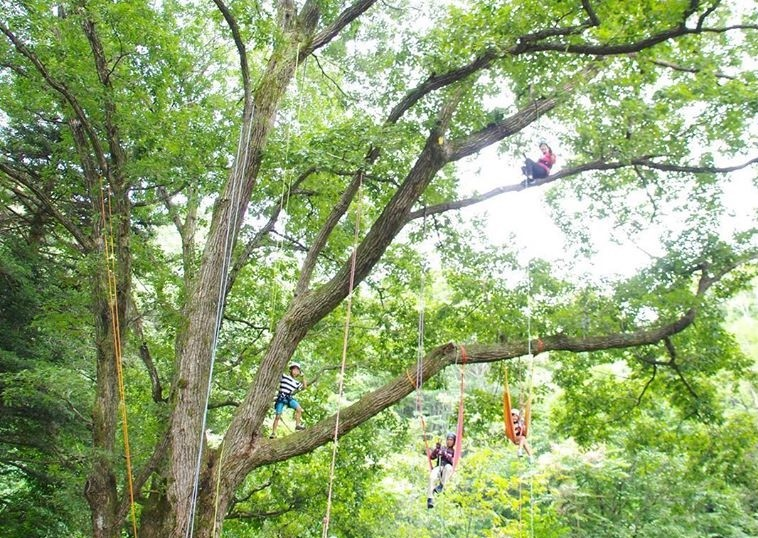 木の上の世界へ！大人もはしゃぐ♪木登りツリーイング | 観光 