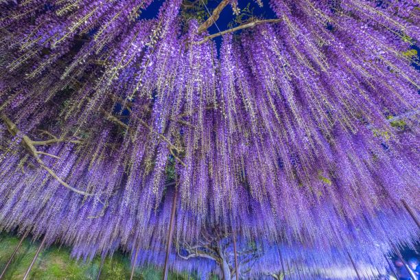 白毫寺（びゃくごうじ）の九尺ふじ | 観光コンテンツ | 【公式】兵庫県 