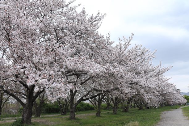 不動産屋がおススメする春のお花見スポット3選